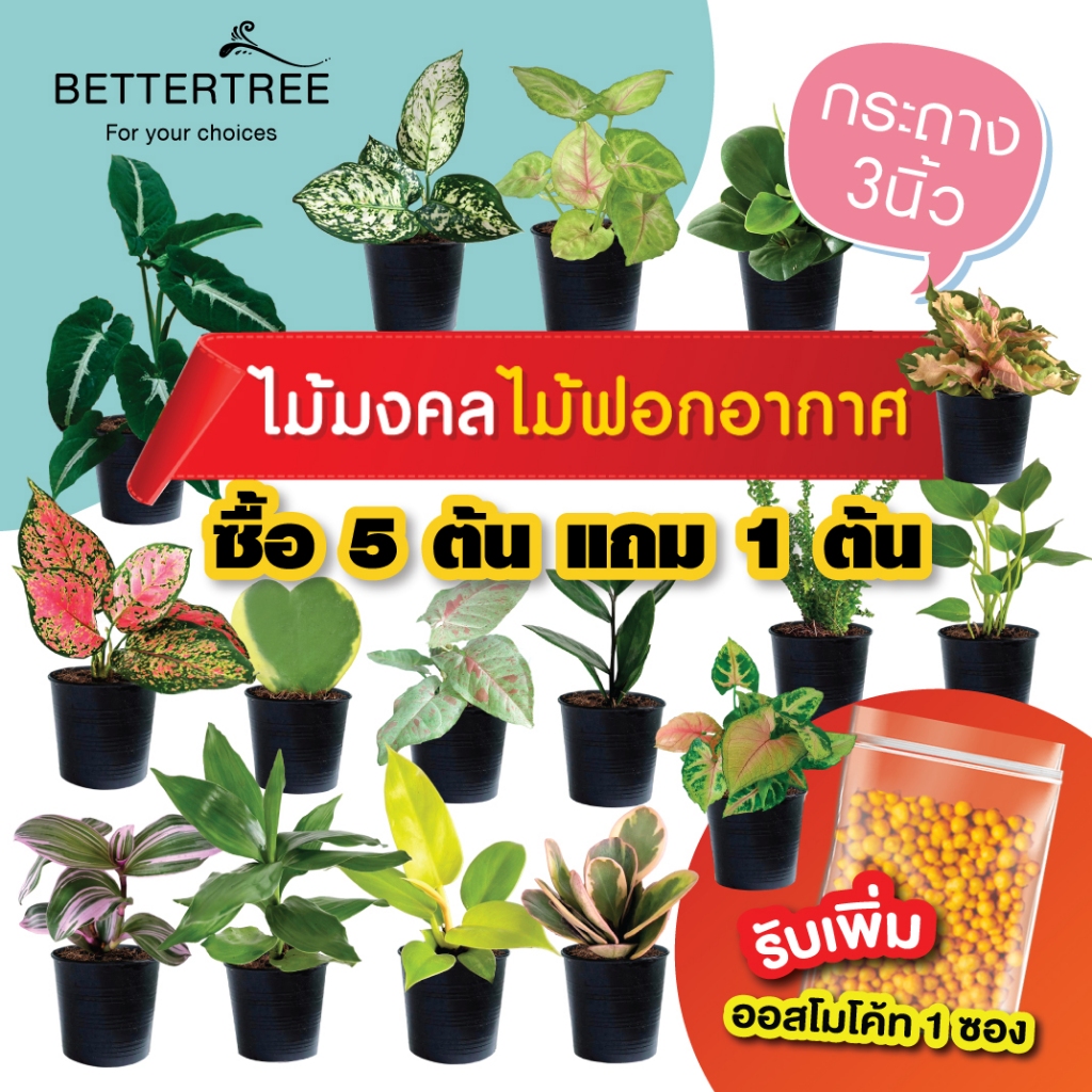 (ซื้อ 5 แถม 1)✅(แจ้งต้นแถมทางแชท)🪴ต้นไม้มงคล ไม้ฟอกอากาศ กระถาง 3 นิ้ว  ต้นไม้