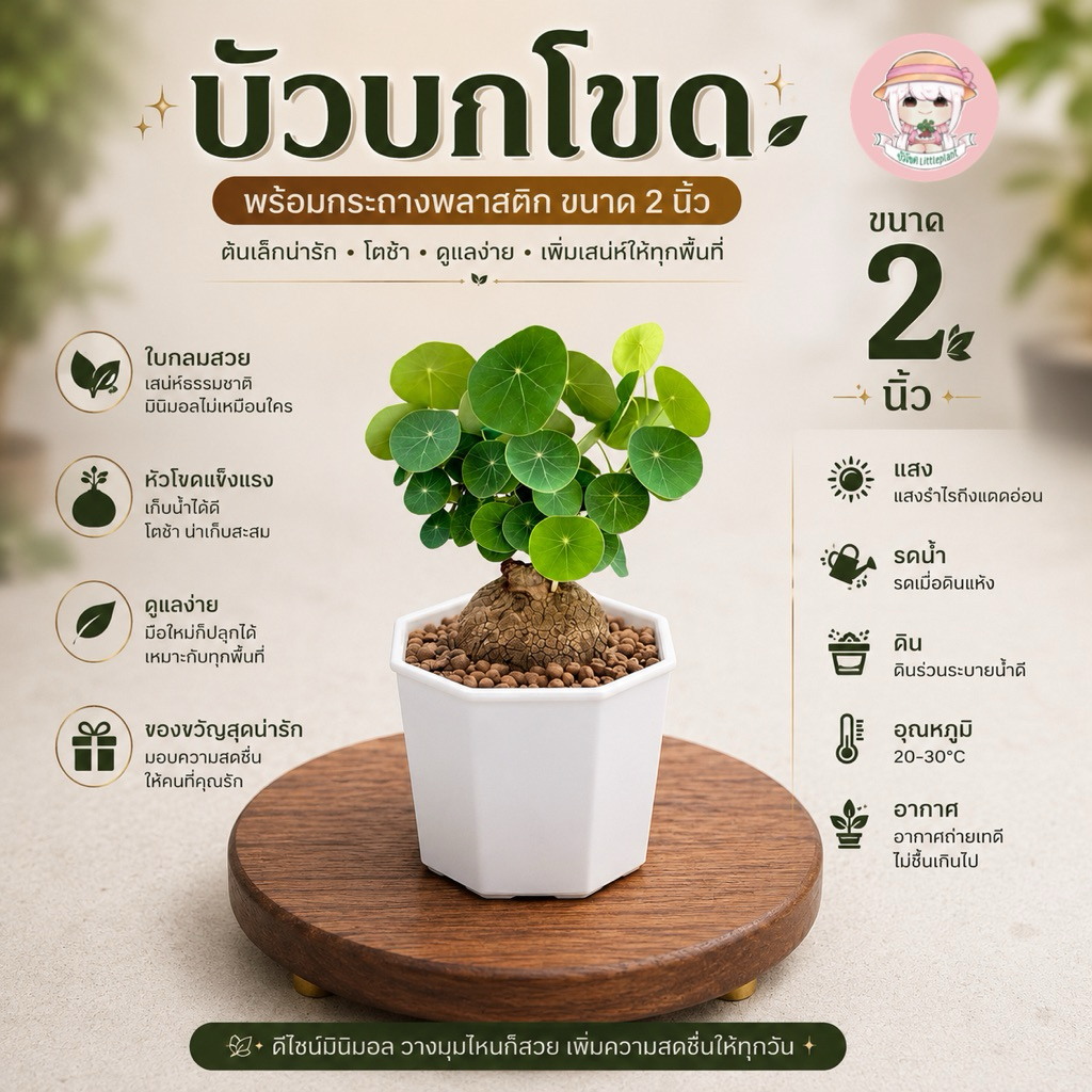บัวบกโขด 《 ส่งฟรี 》 พร้อมกระถางพลาสติก 2นิ้ว +คู่มือการดูแลไม้ / Stephania Erecta