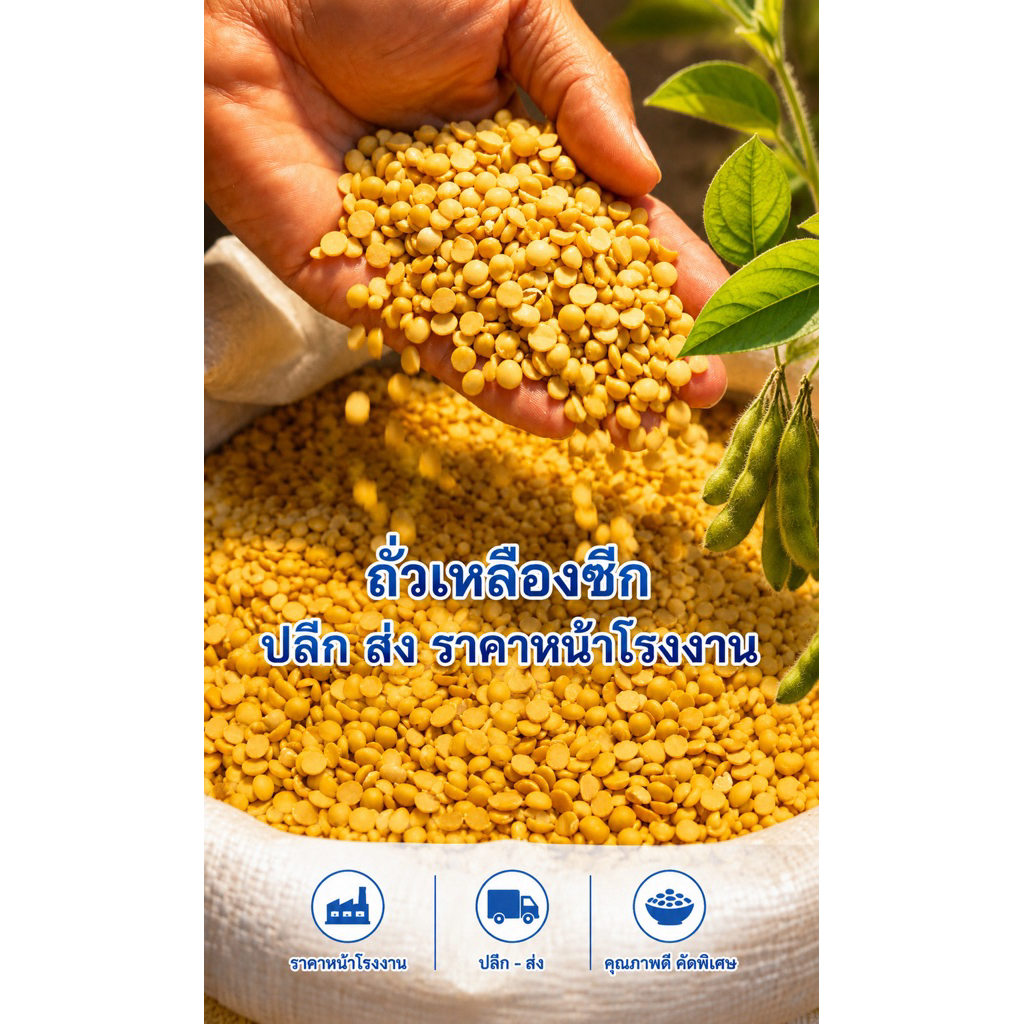 ถั่วเหลืองซีกเกรด1(ขนาด1กิโลกรัม)