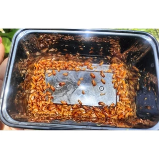3ed Runner เรoรันเนอร์ (Turkestan cockroach) 10-25 กรัม