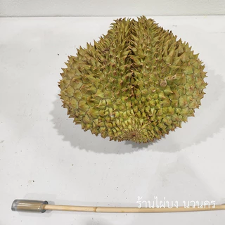 ไม้เคาะทุเรียน หวายแท้ แบบมีด้ามจับ