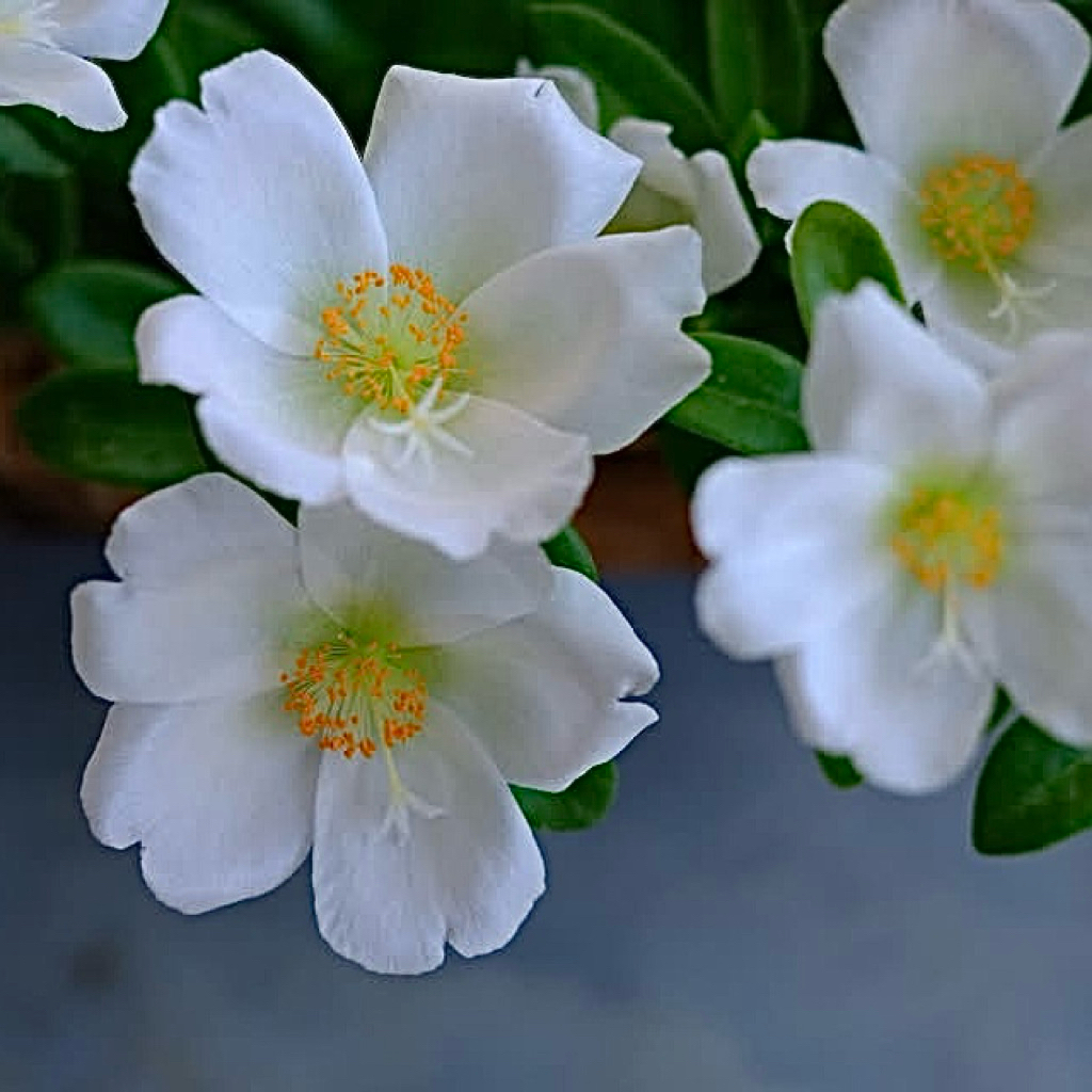 คุณนายตื่นสายสีขาวใสสวยมาก