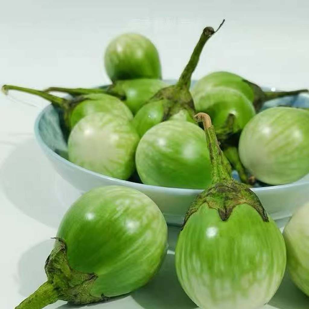 200 เมล็ด มะเขือ Eggplant Vegetable Seeds สายพันธุ์ มะเขือเปราะ Thai Eggplant  Siradang, Thai Eggpla