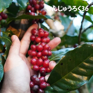 (ร้านโปรโมชั่น) HERE SUPREME BLEND : เมล็ดกาแฟเฮียซูพรีมเบลน : แถมฟรีสูตรเครื่องดื่ม 16 Oz
