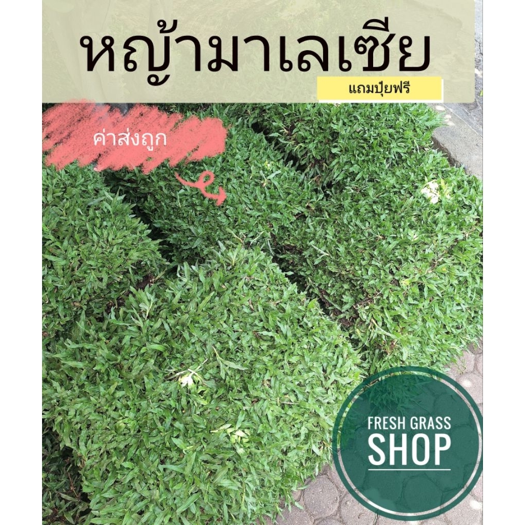หญ้ามาเลเซีย 5 ตารางเมตร (10 แผ่น) สดจากไร่ 50×100 ซม./แผ่น 