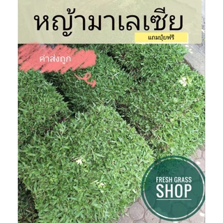 หญ้ามาเลเซีย 5 ตารางเมตร (10 แผ่น) สดจากไร่ 50×100 ซม./แผ่น หญ้าจริง หญ้าสนาม หญ้าจัดสวน