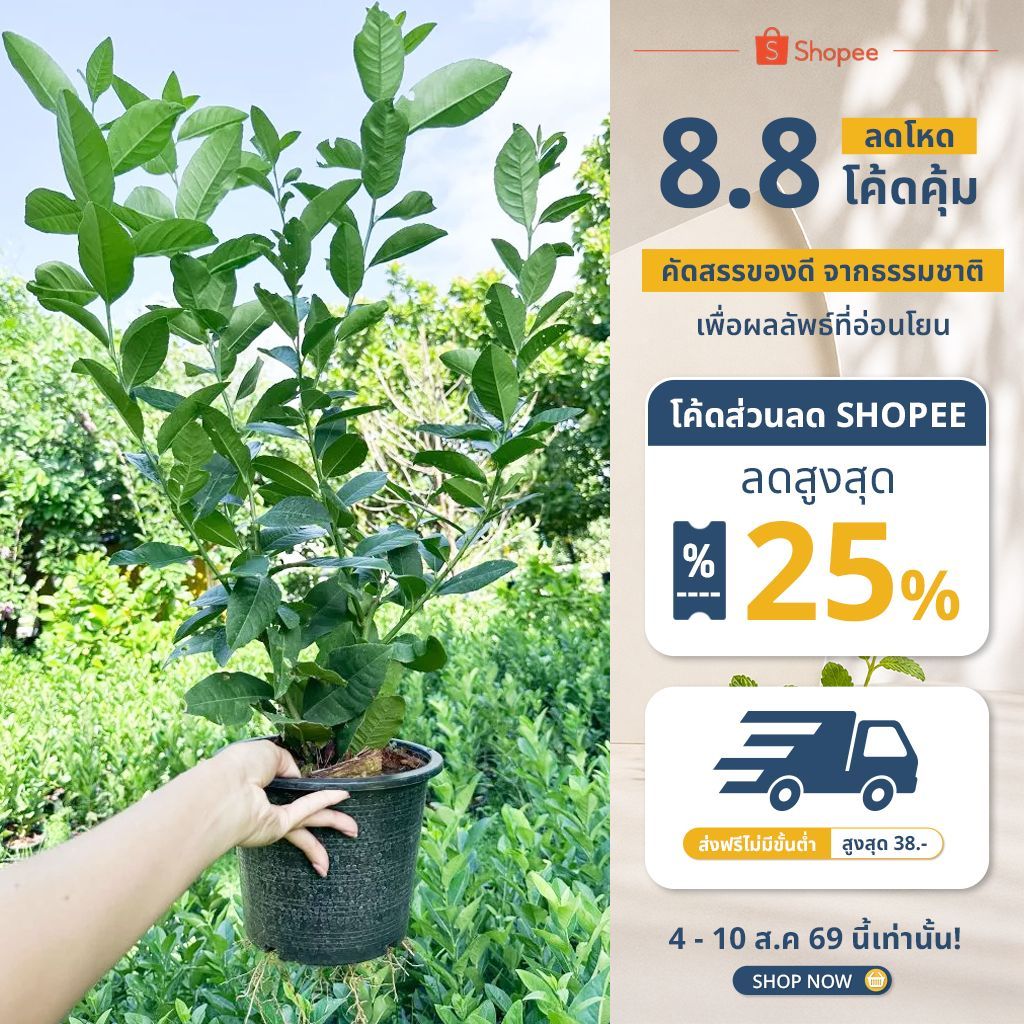 Lemon tree ต้นเลมอน พันธุ์ยูเรก้า/ลิสบอน/ฮาวาย/อัลเลนยูเรก้า/เลมอนด่าง
