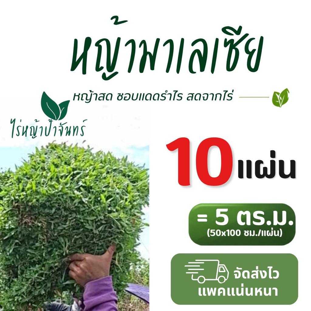 หญ้ามาเลเซีย หญ้าจริง ตัดสด จากไร่หญ้าป้าจันทร์ สำหรับจัดสวนร่มรำไร (10 แผ่น = 5 ตร.ม.)