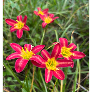 บัวดิน Red fire / Z.Red fire / Zephyranthes/ Rain lilies