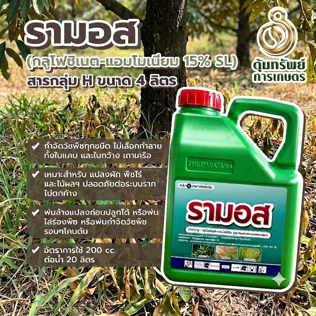 รามอส (กลูโฟซิเนต+แอมโมเนีย) 4 ลิตร ฉีดล้างแปลง ได้ทุกหญ้า ใบแคบใบกว้าง ไม่ต้องบวกตัวอื่นเพิ่ม