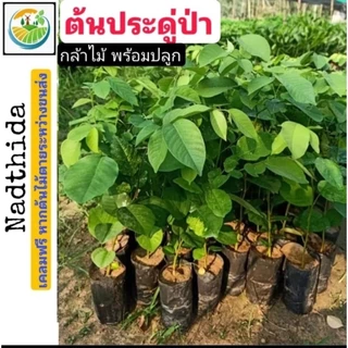 ต้นประดู่ป่า กล้าไม้ พร้อมปลูก ประดู่ป่า ประดู่ กล้าไม้ เศรษฐกิจ