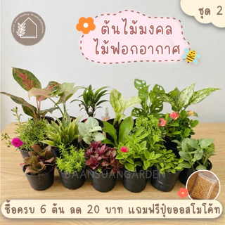 ต้นไม้มงคล ต้นไม้ฟอกอากาศ🪴 (ซื้อ 6 ต้นลด 20 ทททบาท) ชุดที่ 2 ^แถมฟรีปุ๋ยออสโมโค้ท^