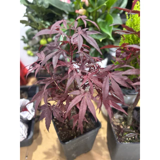 11/8/26 นำเข้าจากจีน เมเปิ้ลญี่ปุ่น สีแดง(Japanese Maple) โดยเฉพาะสายพันธุ์ที่มีใบสีแดงเช่น Deshojo หรือ Beni-Maiko30cm