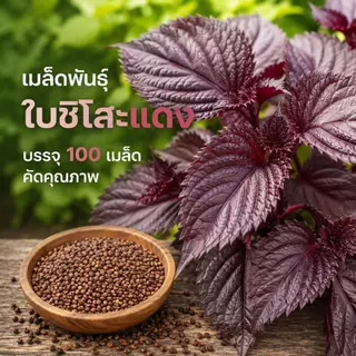 เมล็ดพันธ์ุต้นชิโสะแดง ใบงาเกาหลีแดง บรรจุ 100 เมล็ด