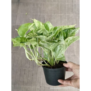 พลูด่าง/พลูด่างราชินีหินอ่อนMarble Queen กระถาง3-8นิ้วและแบบกิ่งตัดสด