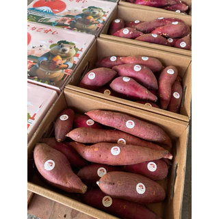 มันหวานญี่ปุ่น Beni Haruka (นำเข้า) 3.5 kg. แบรนด์ Beaver หอมหวานลมุน