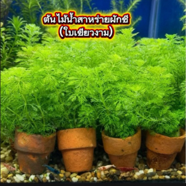 สาหร่าย ผักชี ไม้น้ำ แต่งตู้ปลา หรือ อ่างบัว ปลูกง่าย (ชื้อ 3 กระถาง 120บ.)