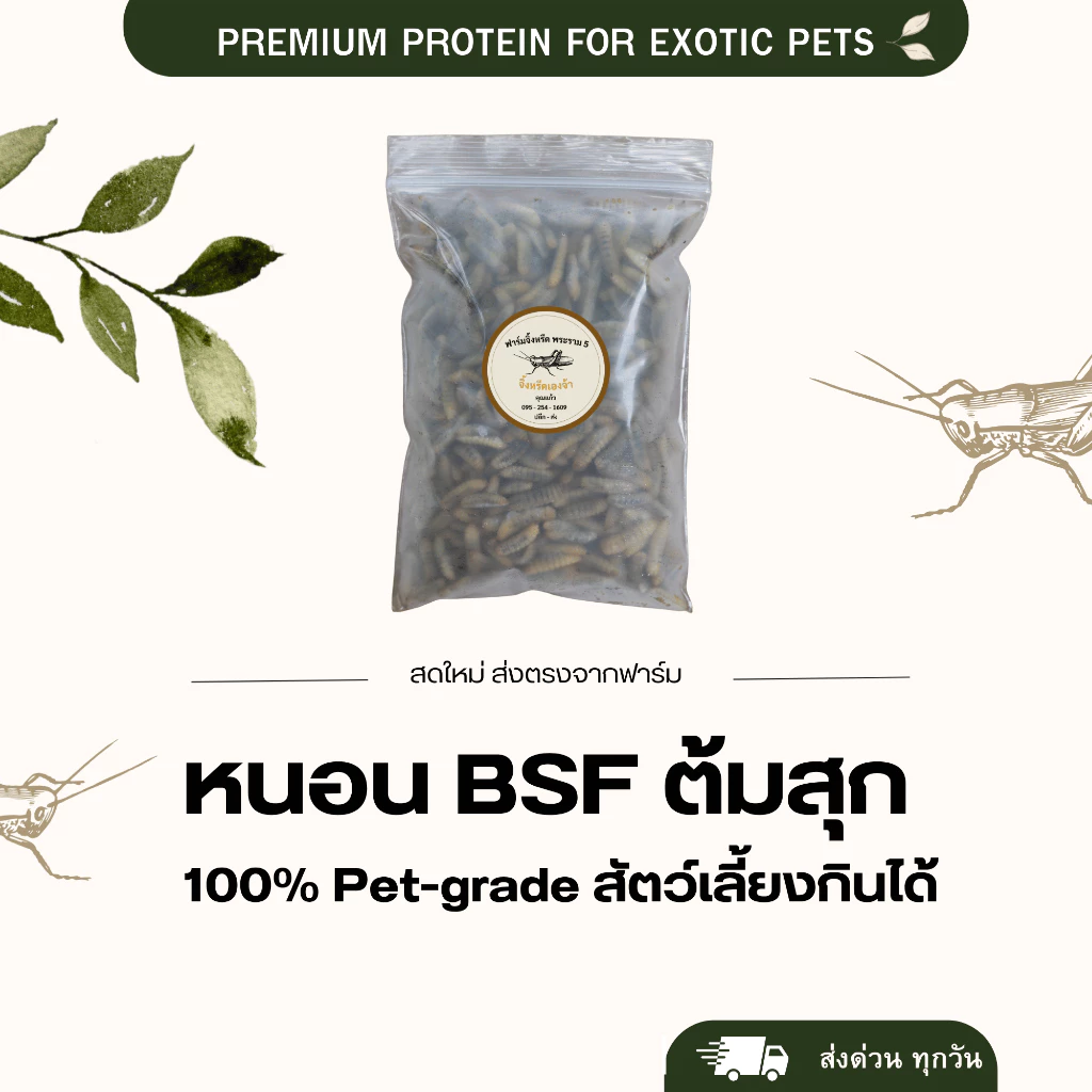 หนอนแมลงวันลาย หนอน BSF
