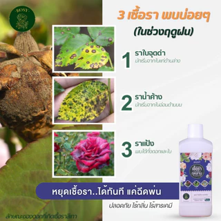 Rosy เซ็ทคู่สูตรผสมน้ำ [เลือกสูตร] บำรุงกุหลาบ กำจัดเพลี้ยไฟ กำจัดเชื้อรา ปุ๋ยกุหลาบ สำหรับผู้ที่ปลูกกุหลาบจำนวนมาก