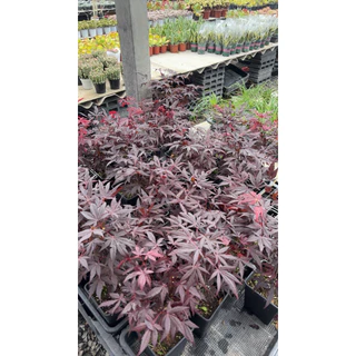 11/8/26 นำเข้าจากจีน เมเปิ้ลญี่ปุ่น สีแดง(Japanese Maple) โดยเฉพาะสายพันธุ์ที่มีใบสีแดงเช่น Deshojo หรือ Beni-Maiko30cm