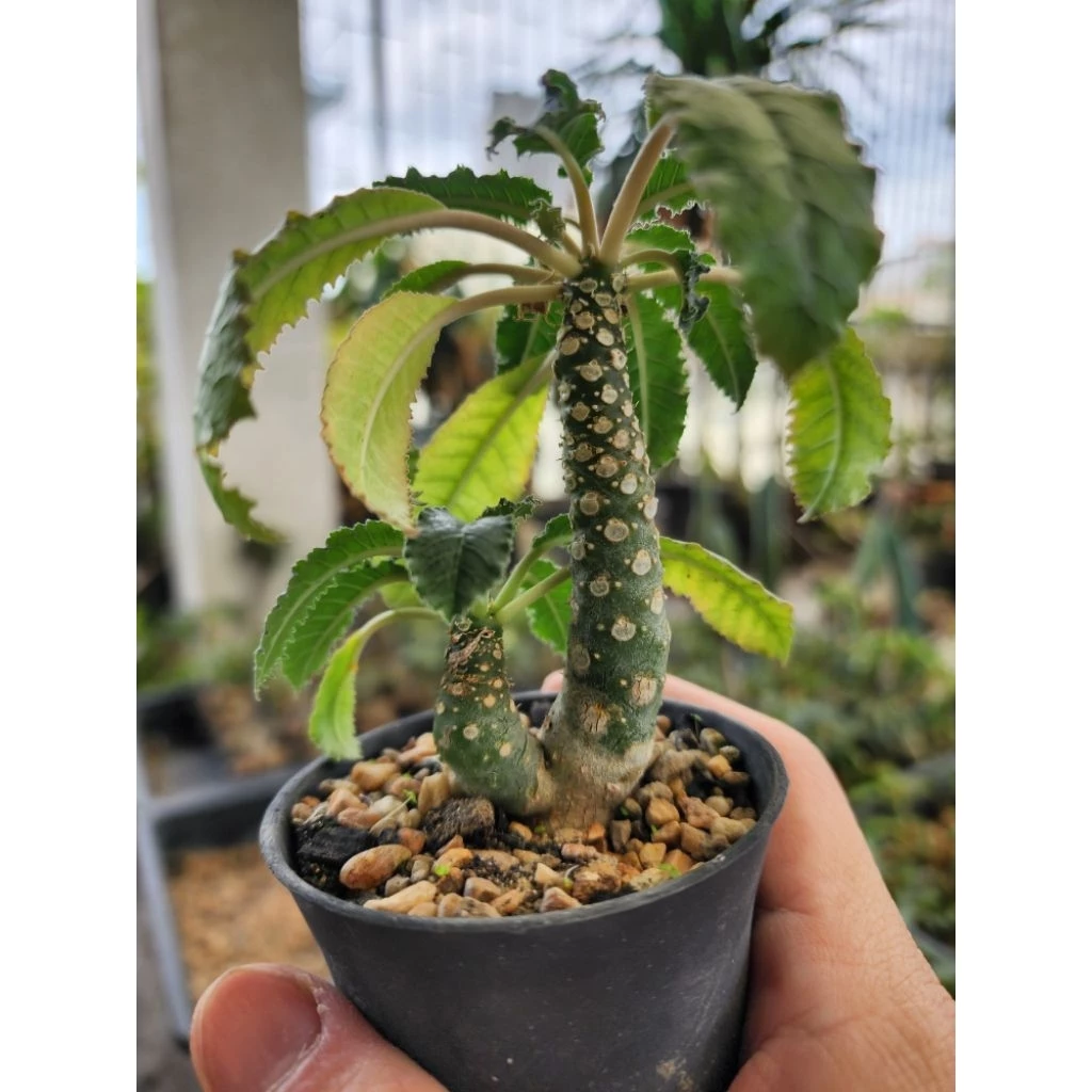 กระบองเพชร แคคตัส Dorstenia Foetida มะพร้าวทะเลทราย