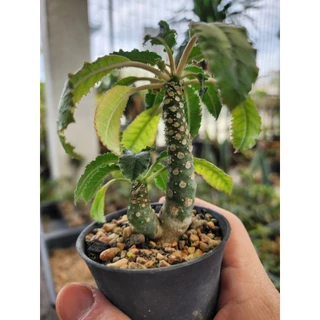 กระบองเพชร แคคตัส Dorstenia Foetida มะพร้าวทะเลทราย