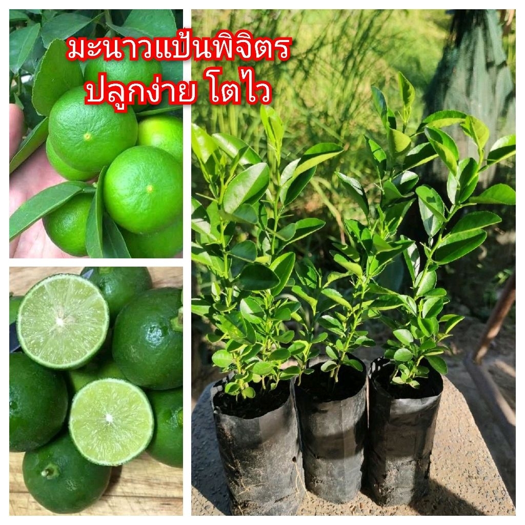 จัดโปร (ขั้นต่ำ2ต้น)มะนาวแป้นพิจิตรต้นใหญ่ ผลดก น้ำเยอะ กลิ่นหอม