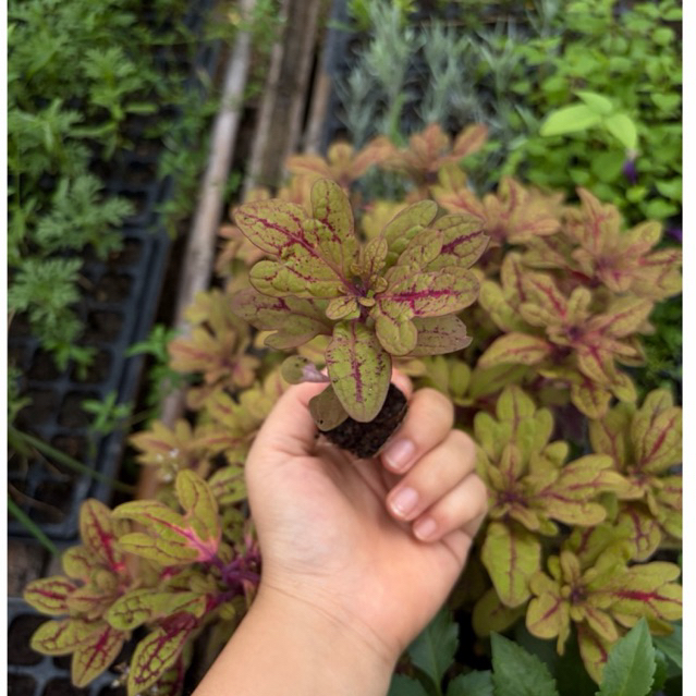 ต้นฤาษีผสม ไม้ประดับใบสวย สีสันสดใส ต้นกล้าพร้อมปลูก