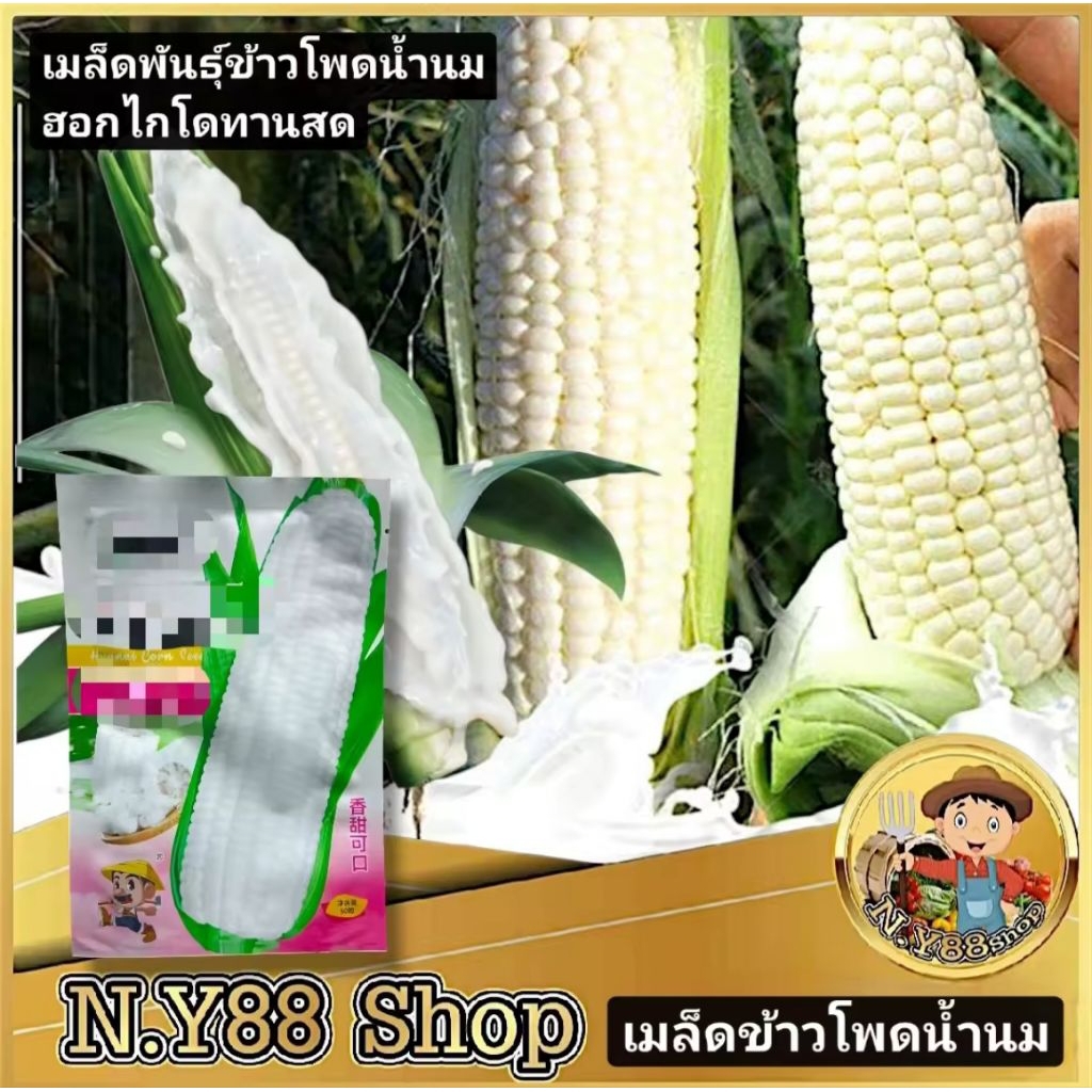 5แถม1เมล็ดข้าวโพดญี่ปุ่น ฮอกไกโด 100เมล็ด เมล็ดพันธุ์ข้าวโพดทานสด เมล็ดพันธุ์ข้าวโพดน้ำนม เมล็ดพันธุ์ผักสวนครัว