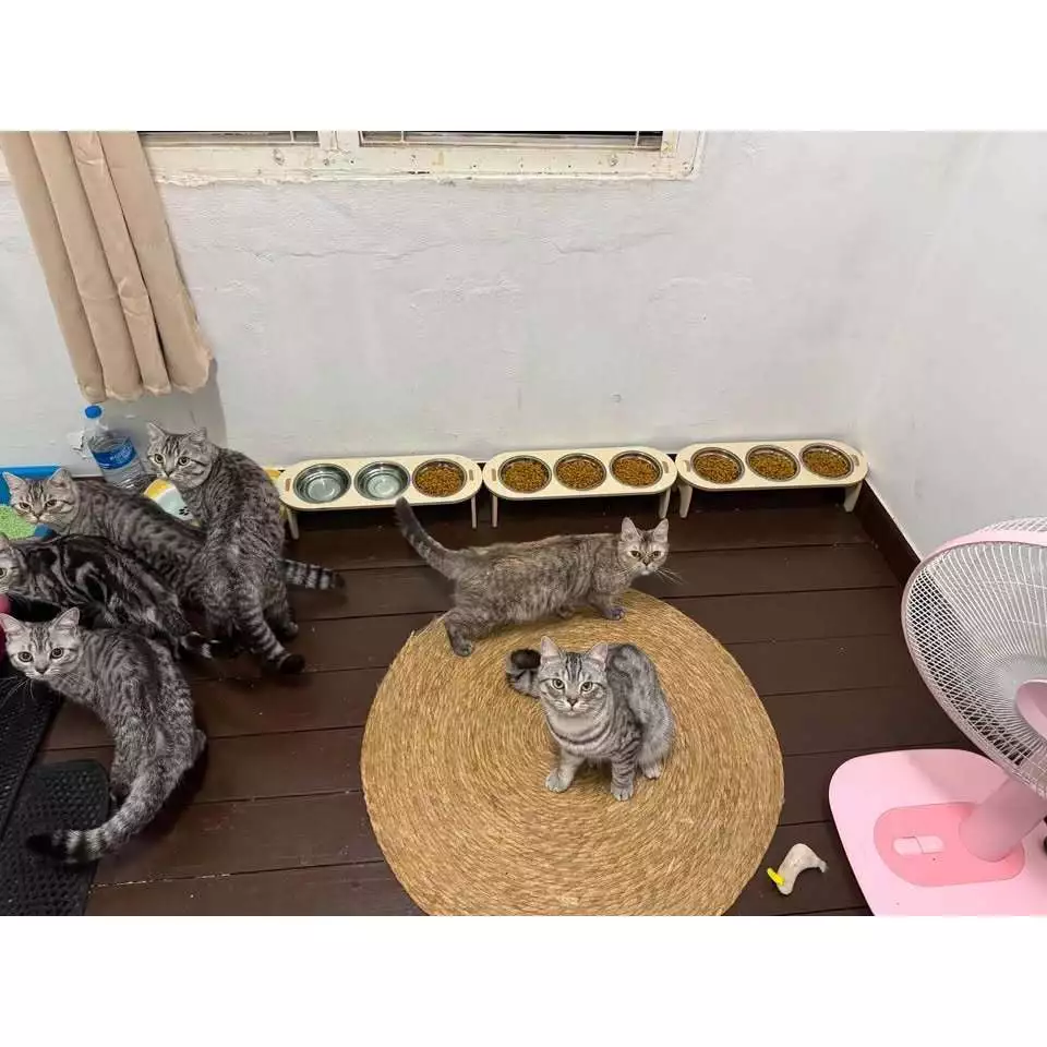 ( สินค้าแมว : T003 )” รวมชามแล้ว“ 3 หลุม พร้อมส่ง ชามอาหารสัตว์ แบบใหม่ ครับ thumbnail 4