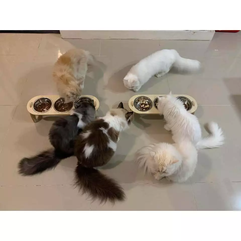 ( สินค้าแมว : T003 )” รวมชามแล้ว“ 3 หลุม พร้อมส่ง ชามอาหารสัตว์ แบบใหม่ ครับ thumbnail 10