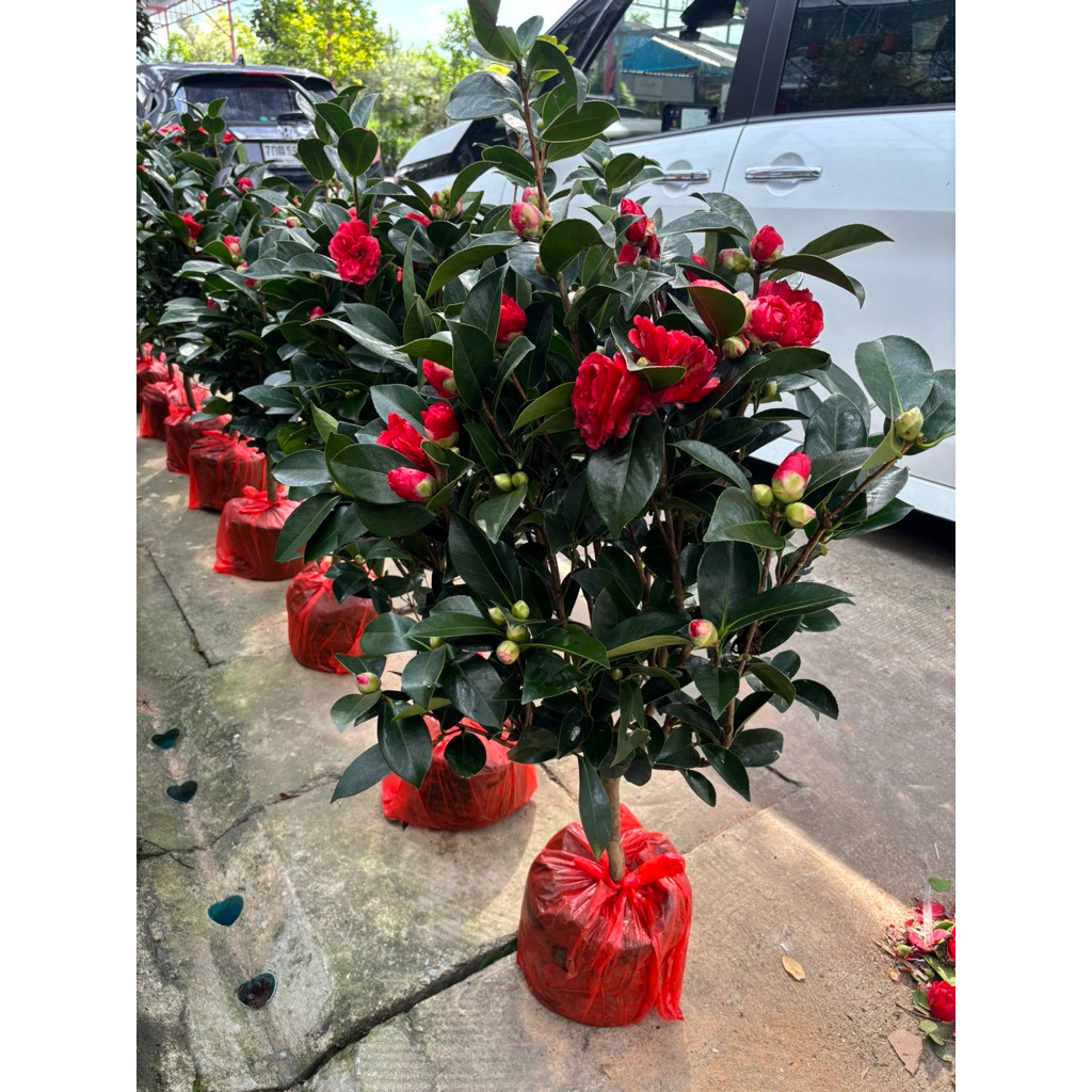 คาเมลเลีย #คามิเลีย (Camellia) / #ดอกชา #Camellia แบบต้นบอนไซอายุ5-10ปีขึ้น