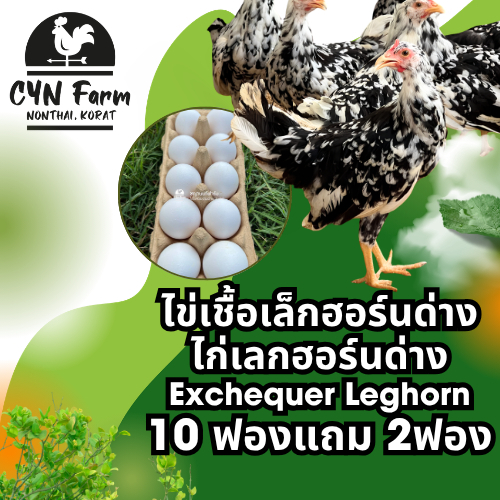 ไข่เชื้อไก่เลกฮอร์นด่าง ไก่ไข่เลกฮอร์นด่าง ไก่เลกฮอร์นด่าง (Exchequer Leghorn)