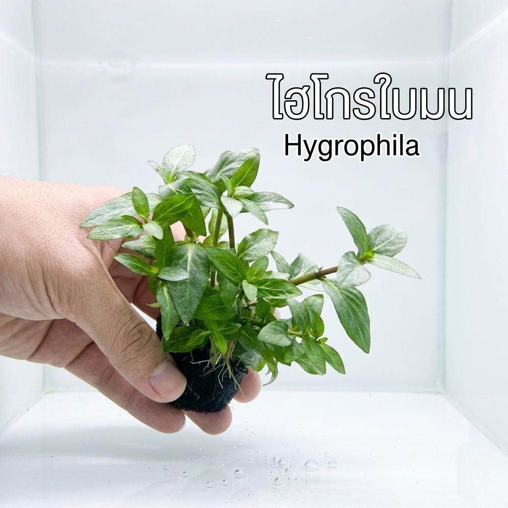 ไม้น้ำ พร้อมปลูกได้เลย STAUROGYNE REPEN – ไฮโกรใบมน พันก้อนดินวาบิพร้อมปลูกทุกพื้นผิวของวัสดุปลูก