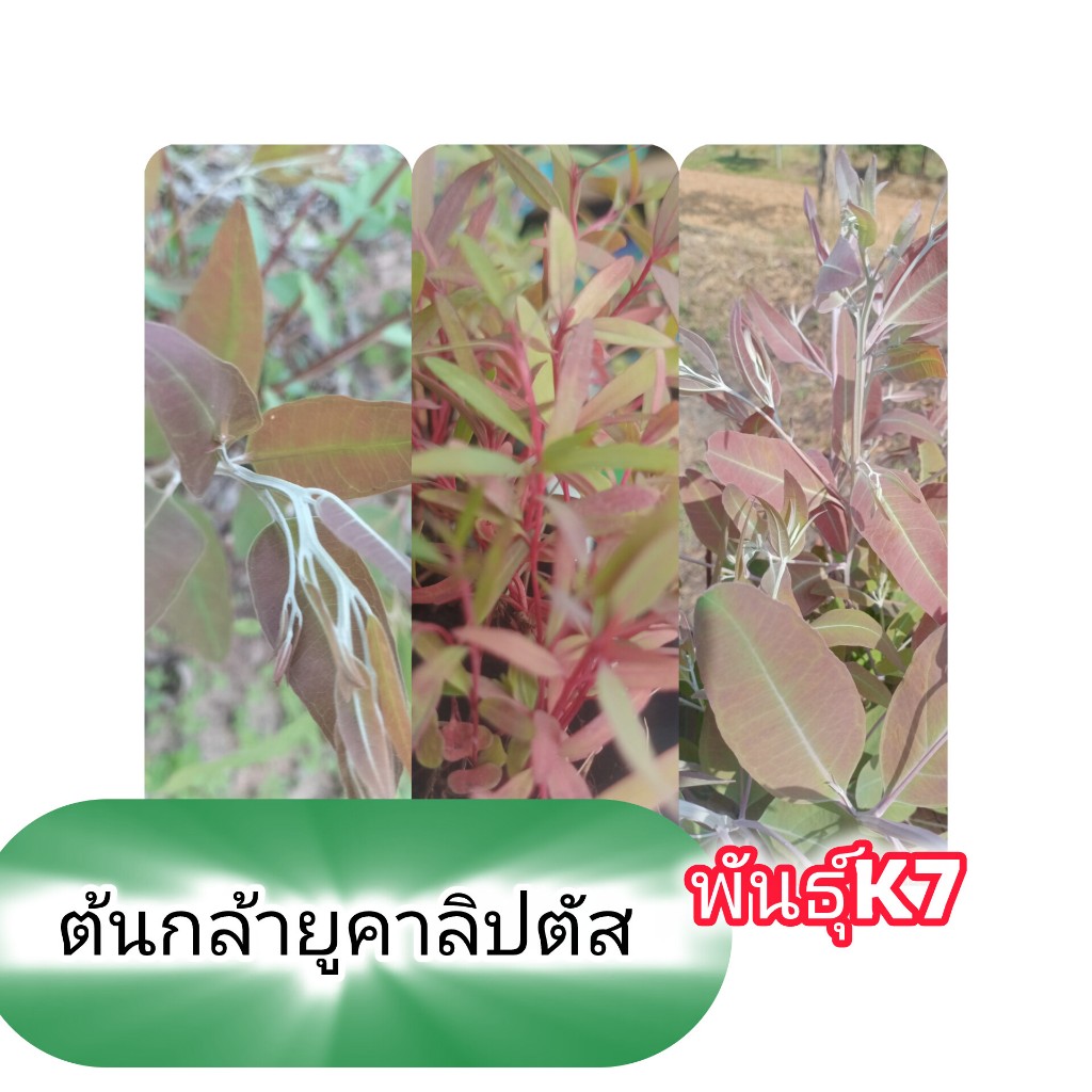 ต้นกล้ายูคาลิปตัสK7 200 ต้น 399 บาทพืชเศรษฐกิจ ทนต่อสภาพอากาศร้อนและดินเค็ม มีอายุ 1-2 เดือน