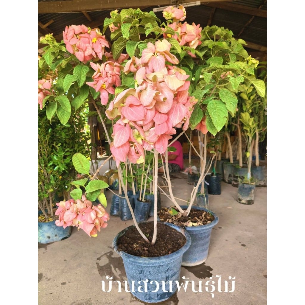ต้นดอนญ่าชมพู กระถาง12นิ้ว
