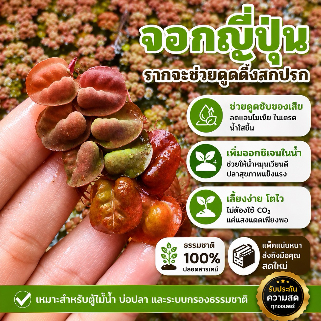 จอกแดง​ ญี่ปุ่น (2ช่อ)​ 🌺สีจะออกแดงชมพู​ แตกก่อไวมาก💕ช่วยดูดสารเคมีในน้ำ
