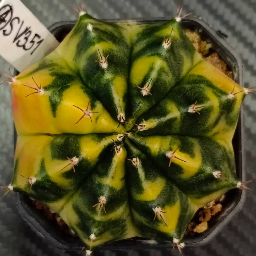 มีส่งด่วน แคคตัส ชำหน่อ (SV351) ต้นแม่ไม้เมล็ด /Cactus/Gymno /Gymnocalycium /ยิมโนด่าง