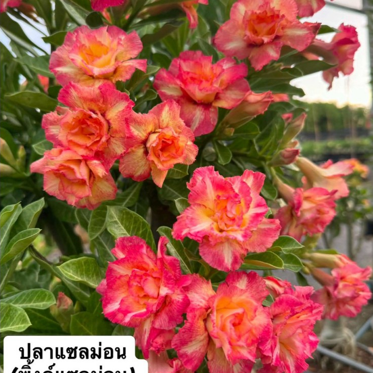 ชวนชมดอกซ้อน "ปลาแซลม่อน" ขนาดกระถาง 6 นิ้ว (แบบถอนจัดส่ง)