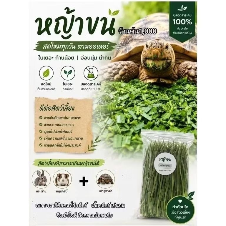 หญ้าขนสด1กก.🌿เก็บยอดอ่อน3ใบ(ราคาพิเศษ)เก็บตามออเดอร์ปลอดสารเคมี(ล้างทำความสะอาดก่อนส่งตรงถึงมือลูกค้า)