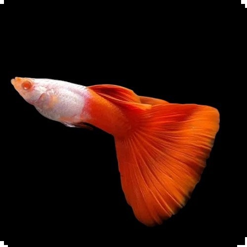 Guppy ปลาหางนกยูงเกรดA albino silverado red tail guppy อัลบิโน่ซิลเวอลาโด้เรดเทล