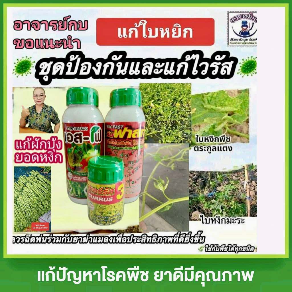 ชุดยาผีหลอกแก้ยอดหงิก เอสโฟ ผักบุ้งแก้ว ไวรัส ยอดหยิก ช่วยป้องกันและแก้ปัญหาพืชใบหยิก
