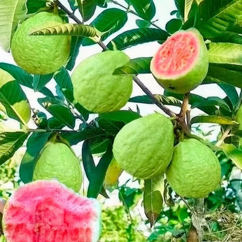 ปลูกง่าย เมล็ดพันธุ์ ฝรั่ง เมล็ดฝรั่ง บรรจุ 110เมล็ด (Guava Seeds for Planting) Bonsai Guava Tree Fr