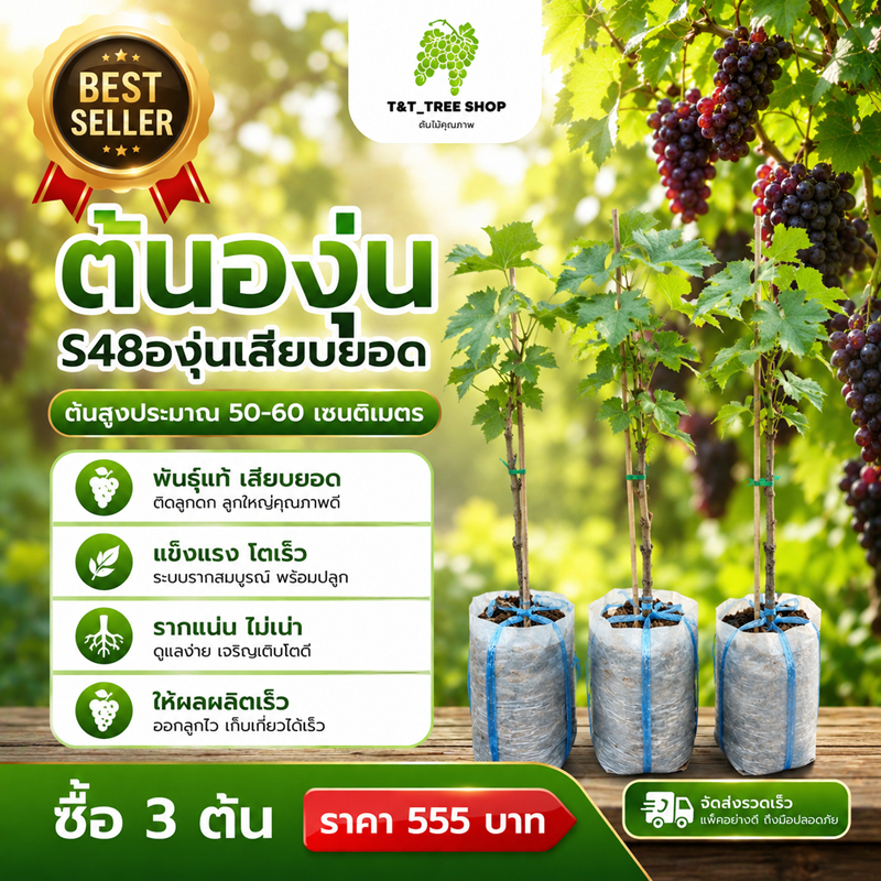 ต้นองุ่น S48 องุ่นเสียบยอด สูง 50-60 ซม. พันธุ์ไร้เมล็ด ลูกใหญ่ หวานกรอบ ปลูกง่าย_nhos48