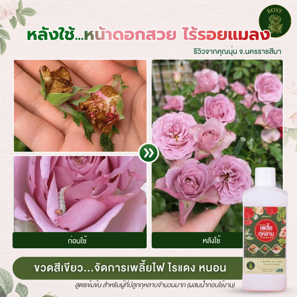 Rosy เซ็ทคู่สูตรผสมน้ำ [เลือกสูตร] บำรุงกุหลาบ กำจัดเพลี้ยไฟ กำจัดเชื้อรา ปุ๋ยกุหลาบ สำหรับผู้ที่ปลูกกุหลาบจำนวนมาก รูปที่ 2