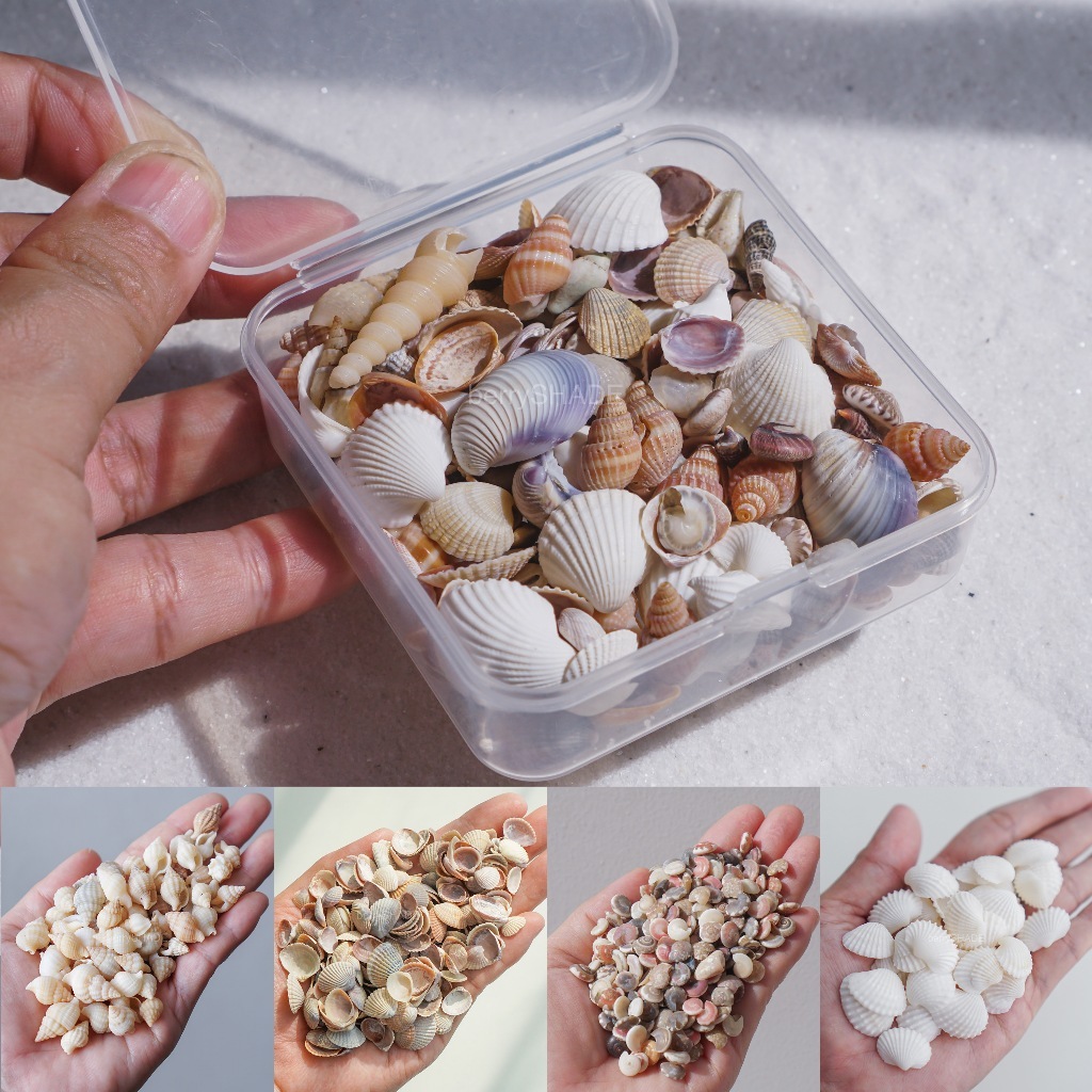 เปลือกหอย ขนาดเล็ก 50g คละแบบ ไม่เจาะ เปลือกหอยจิ๋ว เปลือกหอยรวม diy ตกแต่งตู้ปลา หอยจิ๋ว