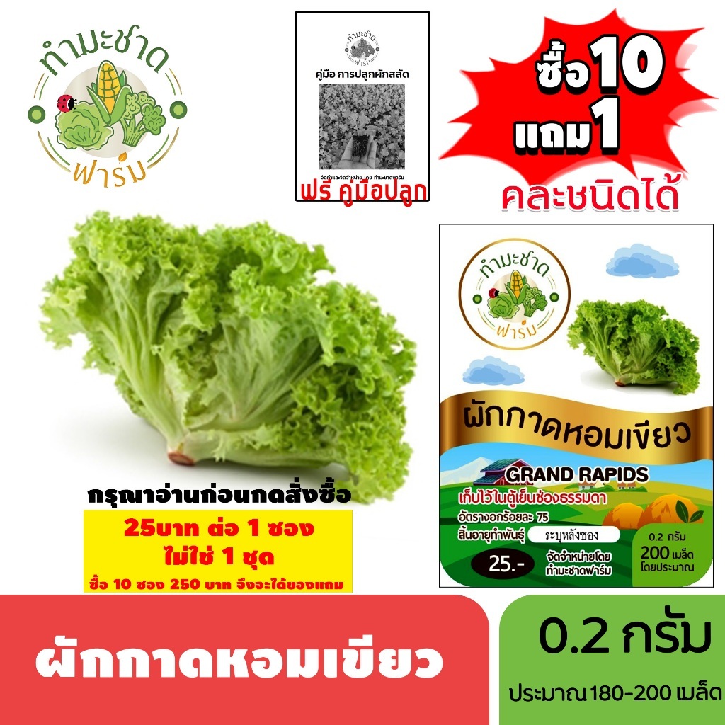 [1ซอง] ทำมะชาดฟาร์ม (ซื้อ10แถม1) เมล็ดพันธุ์ ผักกาดหอมเขียว ขนาด0.2กรัม ประมาณ200เมล็ด GRAND RAPIDS ผักกาดหอม ผักสลัด