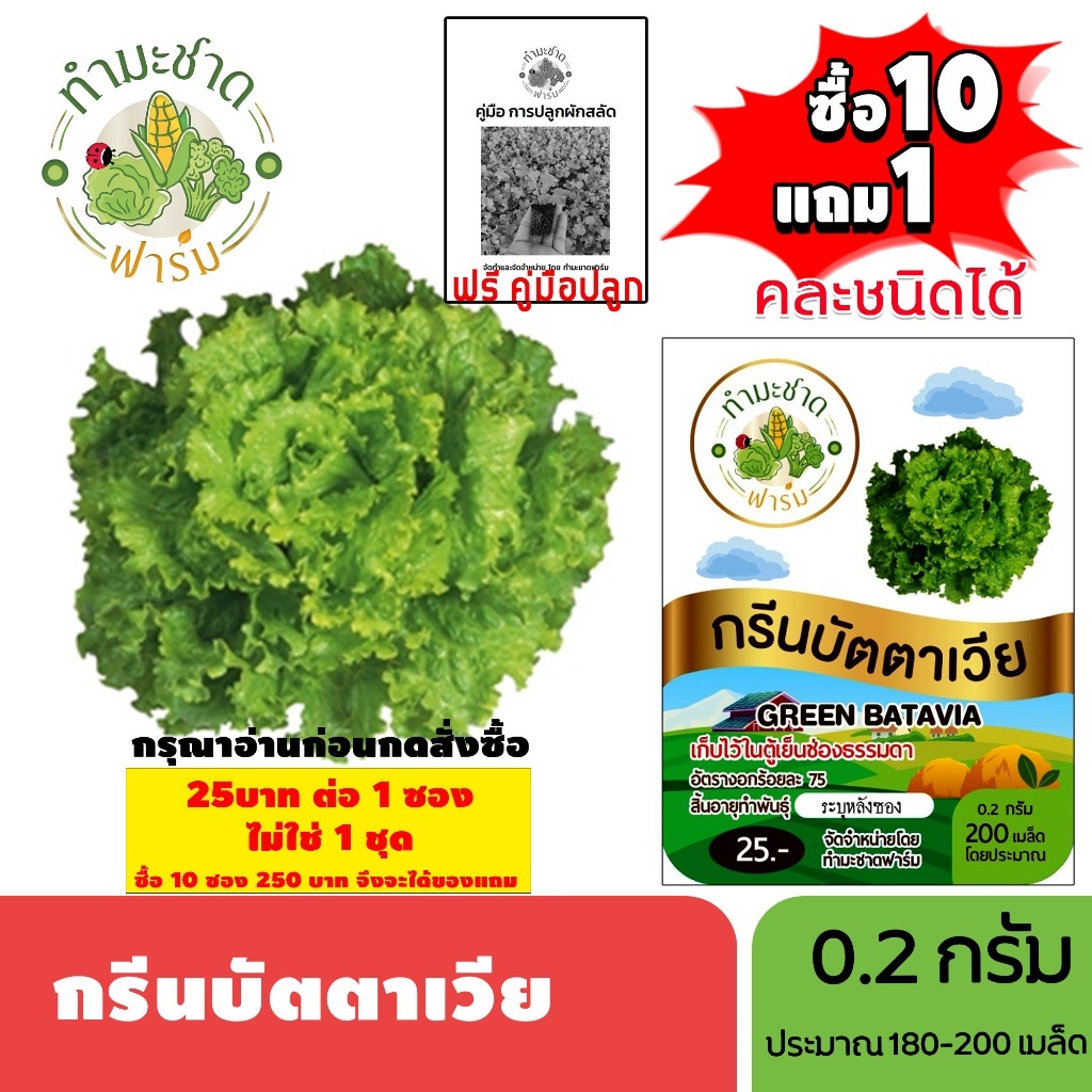 [1ซอง] ทำมะชาดฟาร์ม (ซื้อ10แถม1) เมล็ดพันธุ์ กรีนบัตตาเวีย   ขนาด0.2กรัม ประมาณ200เมล็ด GREEN BATAVIA ผักสลัด เมล็ดพันธุ