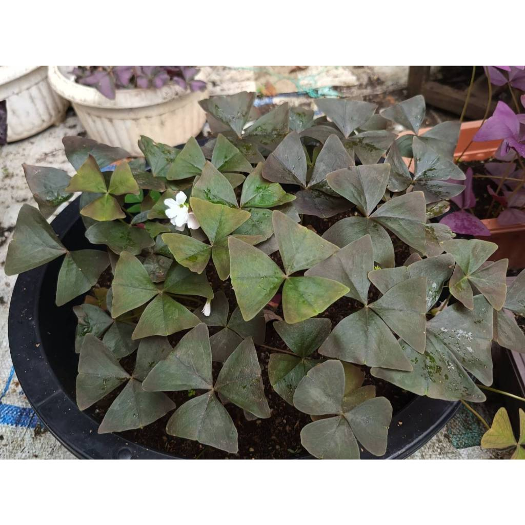🖤 Oxalis triangularis (ฺBlack Velvet) 🖤 ผีเสื้อราตรีใบสีน้ำตาลอมดำหรือสีเขียวอมดำ ดอกสีขาว