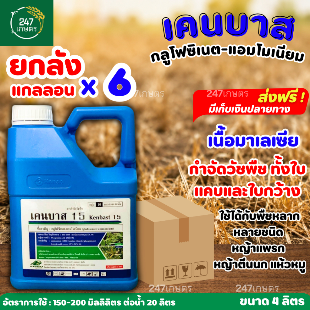 **ยกลัง6แกลลอน**เคนบาส 15 ขนาด 4 ลิตร (กลูโฟซิเนต-แอมโมเนียม) สารกำจัดวัชพืชฉีดคันนา ลูบข้าวดีด ทั้งใบกว้าง และใบแคบ